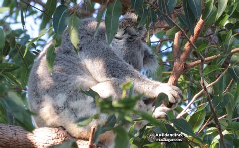 Koala Anatomy – the KOALA