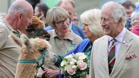 König Charles III und Königin Camilla Gut gelaunt beim Alpaka Streicheln