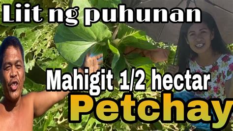 Harvest Ng Petchay 1 2 Hectar Na Petchay 9000 Puhunan Kumita Ng 130k