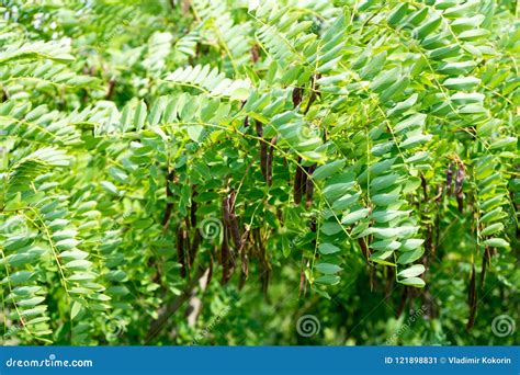 Photo Acacia Tree With Seeds In Pods Stock Image Image Of Background