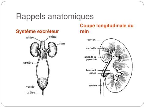 Ppt Exploration De La Fonction R Nale Powerpoint Presentation Free