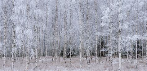 Birch tree in winter stock photo. Image of branches - 135680434