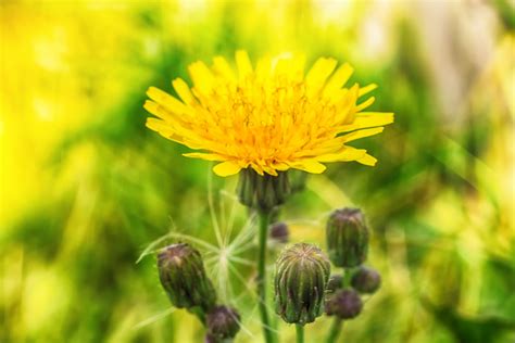 16 Exciting Things To Do With Dandelion Flowers