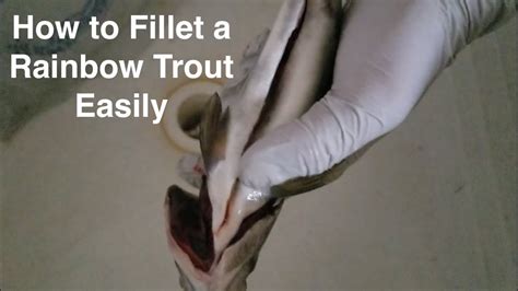 How To Gut And Fillet A Rainbow Trout Easily YouTube