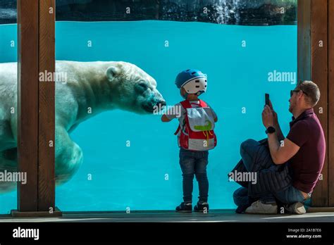 Polar Bear Swimming Underwater Hi Res Stock Photography And Images Alamy