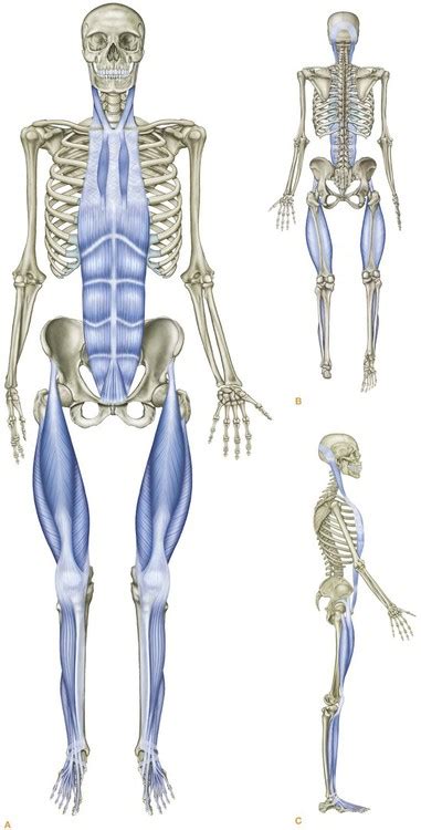 The Superficial Front Line Basicmedical Key