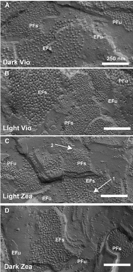 Freeze Fracture Electron Microscopy Of Intact Chloroplasts Download