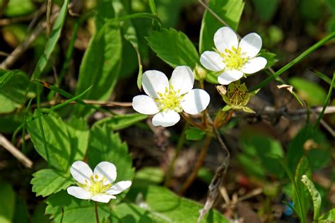 How To Grow Wild Strawberry Fragaria Virginiana Bright Lane Gardens