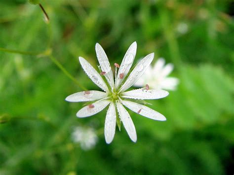 Stellaria graminea - Изображение особи - Плантариум
