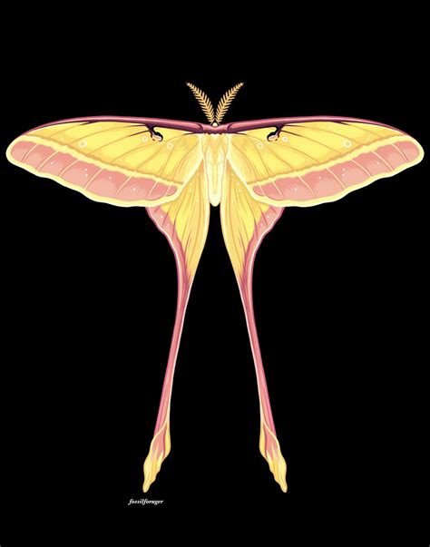 Abi On Twitter Rt Fossilforager Chinese Moon Moth