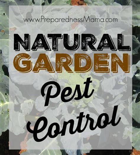 Natural Garden Pest Control Methods - PreparednessMama