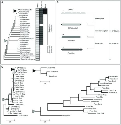 Origination Of Poseidon And Zeus From Caf In Drosophila A