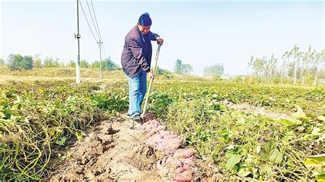 红薯种植促增收 拓宽村民致富路 安阳日报数字报