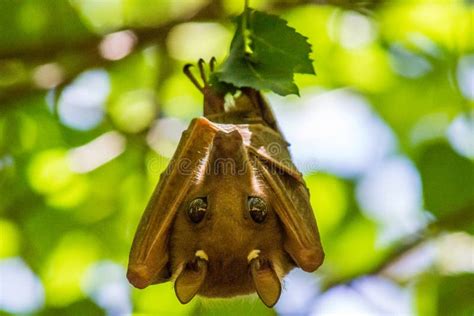 Fruit Bat Up Close with Folded Wings Stock Image - Image of flower ...