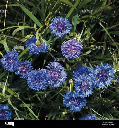 Cornflower Bachelor S Button Or Cyani Flower Centaurea Cyanus Or