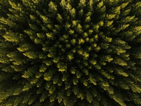 Uma vista aérea superior da estrada na floresta de pinheiros cena