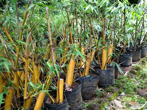 Yellow Bamboo Plant For Sale In India | Online plant nursery