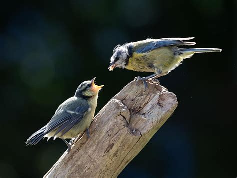 6 000 Free Tiny Tits Nature Images Pixabay