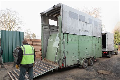 Moving The Giraffas From Their Old Enclosure To Their New Enclosure