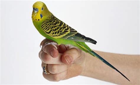 Talking parakeets: Why do they mimic human speech?