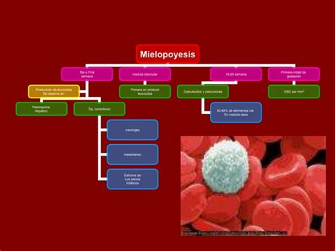 Hematopoyesis Ppt