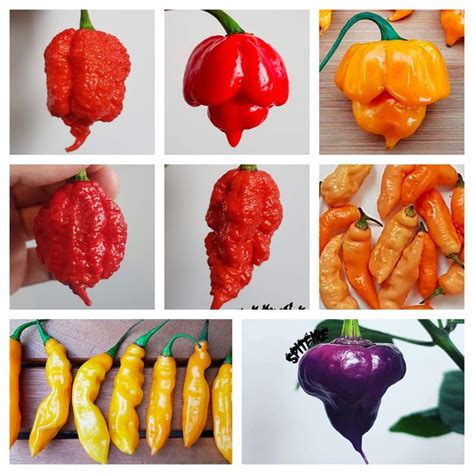 several different types of peppers are shown in this collage, including ...