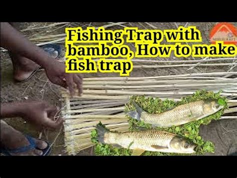 Fishing Fishing Trap With Bamboo How To Make Fish Trap Noile