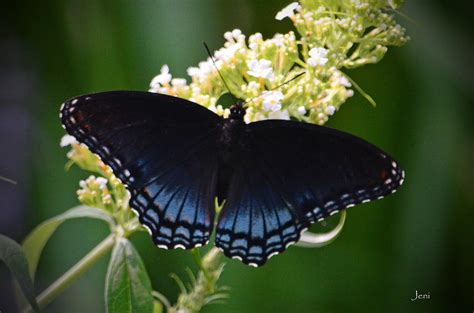 Red Spotted Purple Butterfly Photograph By Jennifer Krantz Pixels