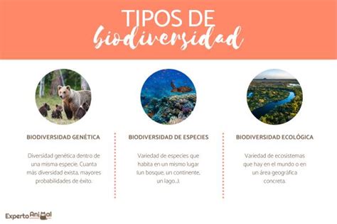 Biodiversidad Definición Tipos Características E Importancia