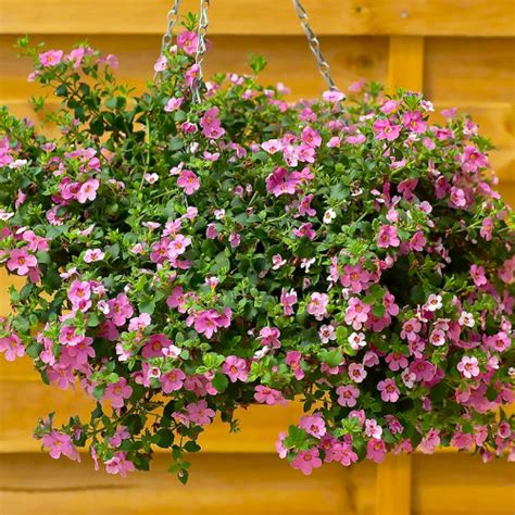 Бакопа Пінктопія Bacopa Pinktopia - купити насіння квітів з доставкою ...