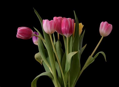 Bouquet of tulips Free Photo Download | FreeImages