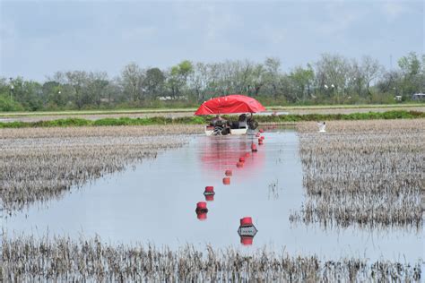 Lsu Agcenter Louisiana Farm Bureau Surveying Crawfish Producers