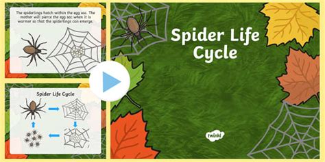 Spider Life Cycle Powerpoint L Insegnante Ha Fatto