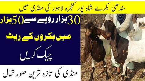 Sindhi NawabShahi Goats For Qurbani 2021 Shahpur Kanjra Mandi Lahore