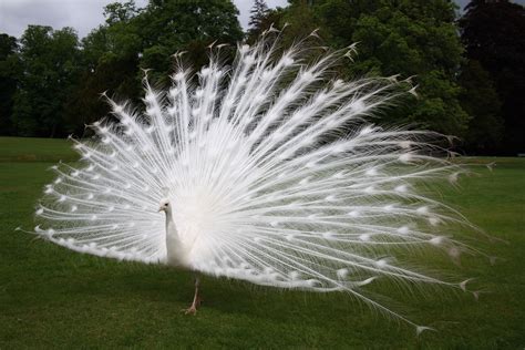 File:White peacock scone palace.JPG - Wikimedia Commons