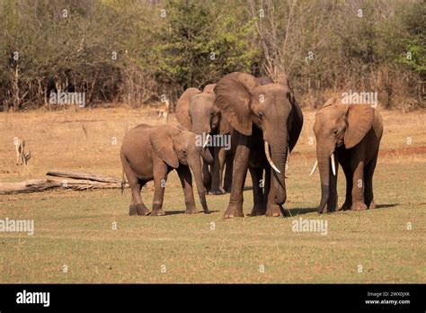 African Safari African Elephant Hi Res Stock Photography And Images Alamy