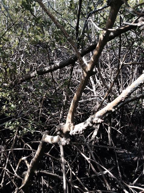 Pin by Milciades Andrion on Mangroves Will Survive | Mangrove