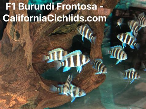 Lake Tanganyika Cichlids for Sale | Lake Tanganyika Species