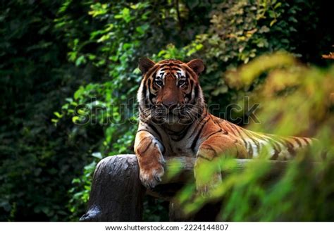 Bengal Tiger Lying Down Among Green Stock Photo Shutterstock