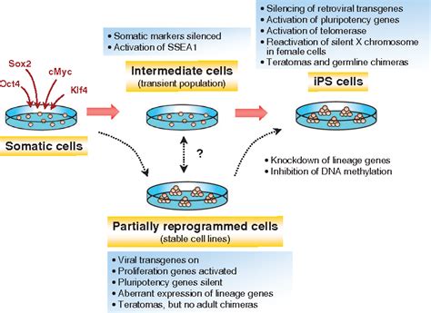Figure 3 from Epigenetic reprogramming and induced pluripotency ... 
