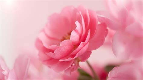 Pink Rose Hq Background Wallpaper 35008 Baltana