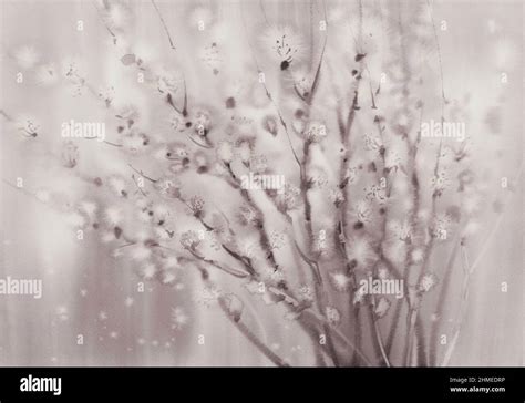 Pussy Willow Twigs In A Brown Watercolor Background Stock Photo Alamy