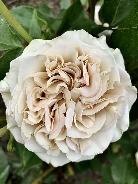 Вестминстер Эбби (Westminster Abbey) Пересадка розы : Посадка чайно ...