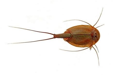 CRUSTACEA (Crustáceo) - Branchiopoda, Ordem Notostraca. / CRUSTACEA (Crustacean) - Branchiopoda ...