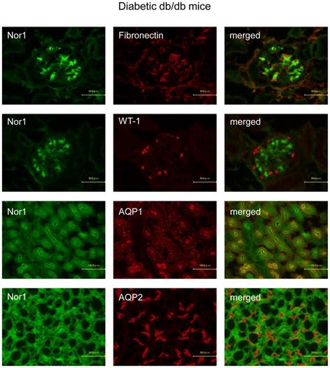 Representative Photomicrographs Of Double Immunofluorescent Staining In