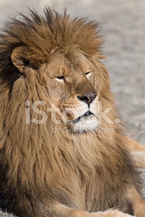 Extinct In The Wild Atlas Lion On Windswept Hill Stock Photo | Royalty ...