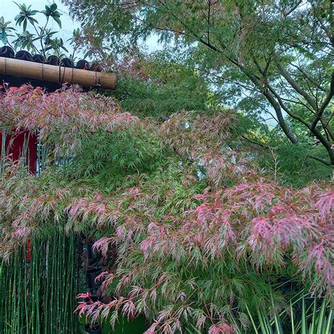 Jardins Japonais Niort FRANCIS PILLET ENTRETIENS