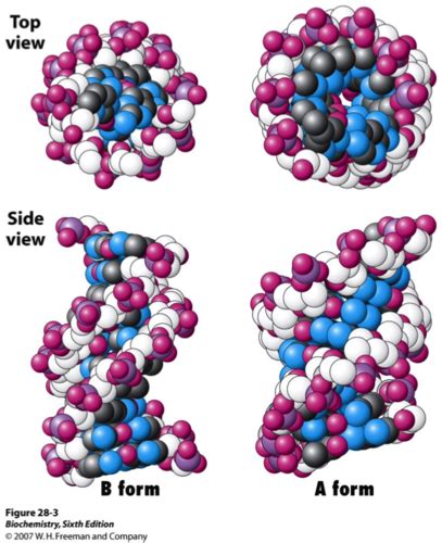 Biochemistry Ch 28 Replication Repair And Recombination Flashcards