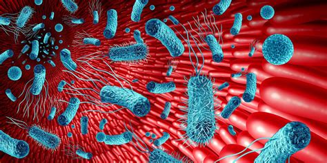 How Salmonella Grow Together In The Gut And Exchange Antibiotic