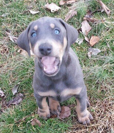 Blue Doberman Puppy Blue Doberman Puppy Doberman Pinscher Blue